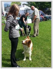 border collie speedy dream