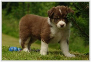 border collie speedy dream