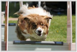 border collie speedy dream