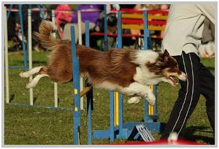 border collie speedy dream