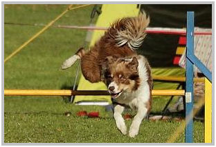 border collie speedy dream