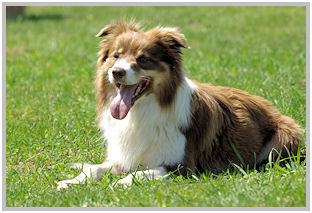 border collie speedy dream