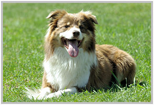 border collie speedy dream