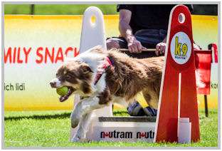 border collie speedy dream