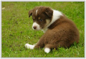border collie speedy dream