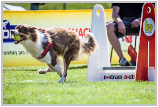 border collie speedy dream