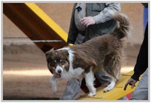 border collie speedy dream