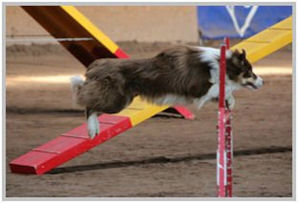 border collie speedy dream