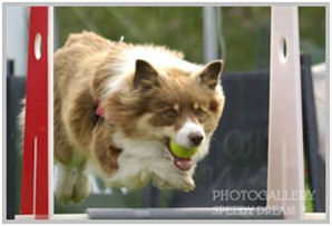 border collie speedy dream