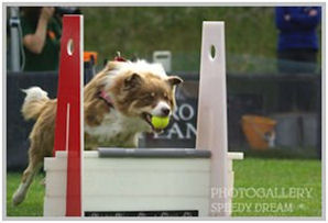 border collie speedy dream