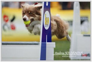 border collie speedy dream