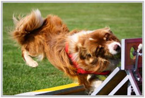border collie speedy dream