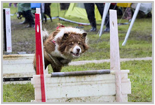 border collie speedy dream