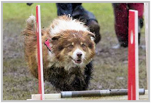 border collie speedy dream