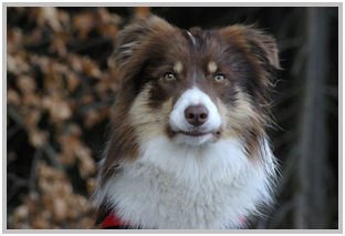 border collie speedy dream