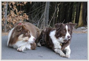 border collie speedy dream