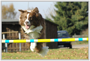 border collie speedy dream
