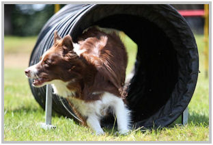 border collie speedy dream