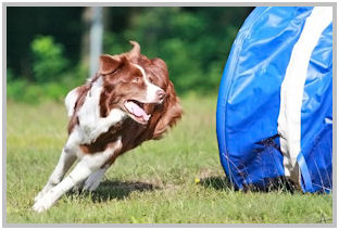 border collie speedy dream