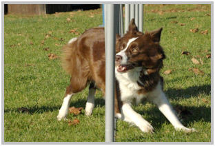border collie speedy dream