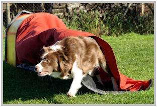border collie speedy dream