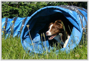border collie speedy dream