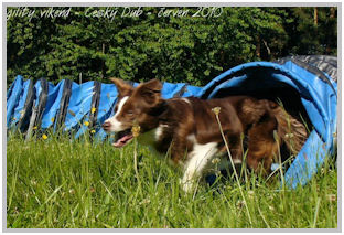 border collie speedy dream