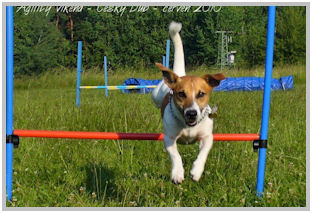 border collie speedy dream