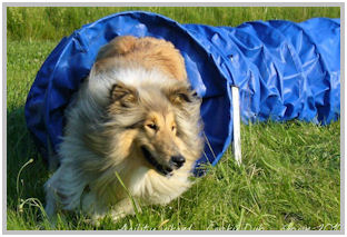 border collie speedy dream