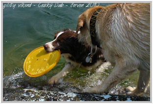 border collie speedy dream