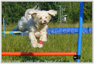 border collie speedy dream
