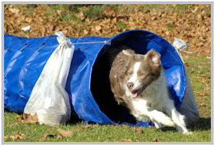 border collie speedy dream