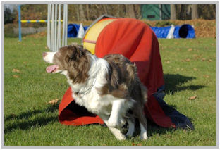 border collie speedy dream
