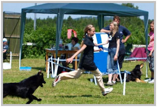 border collie speedy dream