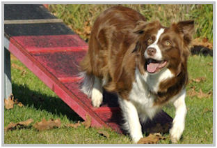 border collie speedy dream