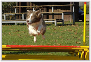 border collie speedy dream
