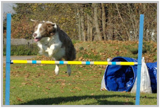 border collie speedy dream