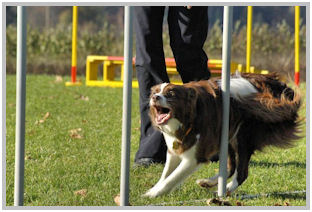 border collie speedy dream