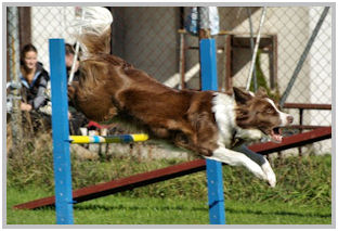 border collie speedy dream
