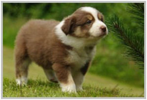 border collie speedy dream