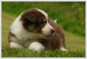 border collie speedy dream