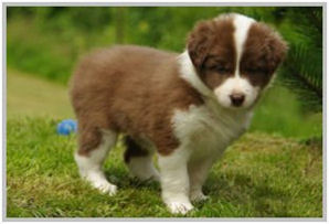 border collie speedy dream