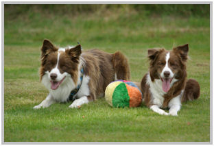 border collie speedy dream