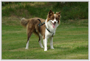 border collie speedy dream