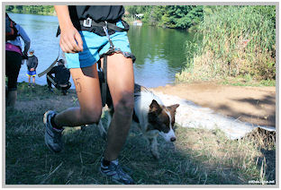 border collie speedy dream