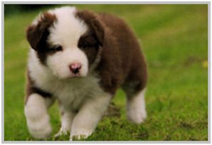 border collie speedy dream