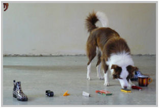 border collie speedy dream