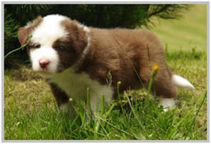 border collie speedy dream