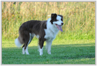 border collie speedy dream