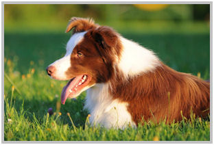 border collie speedy dream